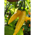 Aji Pineapple